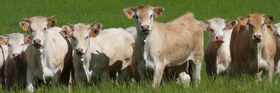 les vahces dans le pré... des réseaux sociaux